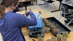 Student transplanting hydroponics to pots 